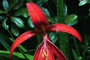 Flor de Lis