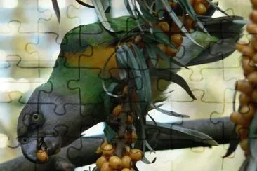 papagaÃ­