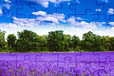 פאזל של lavender fields