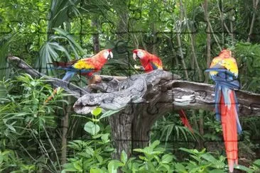 aves multicolores