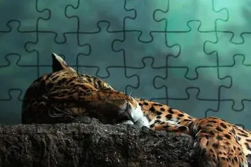 ImÃ¡genes
