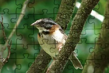 ImÃ¡genes jigsaw puzzle
