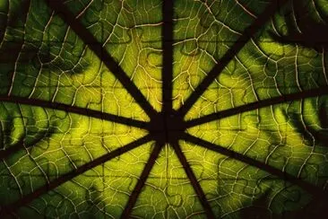 castor bean leaf jigsaw puzzle