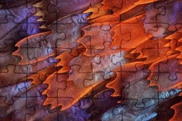 butterfly scales