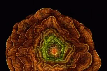 delphinium seed