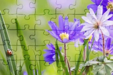 j jigsaw puzzle