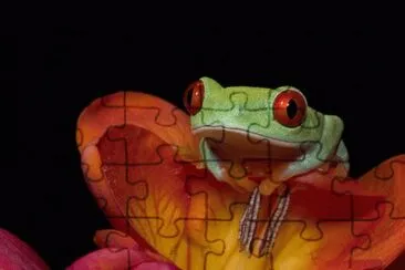 פאזל של red-eyed tree frog