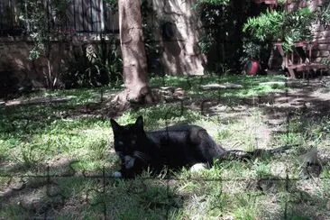 TRACY EN EL JARDIN