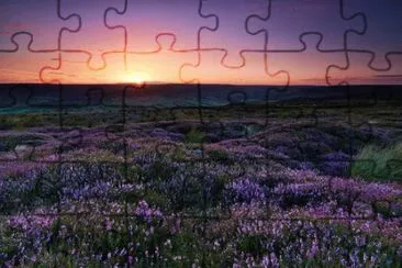 heather in the moors