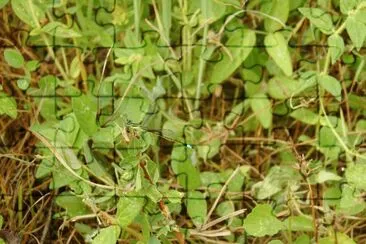 LA VES jigsaw puzzle