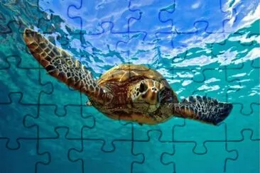 TORTUGA