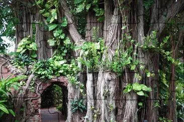 banyon tree