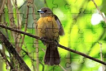 ImÃ¡genes jigsaw puzzle
