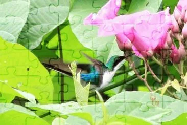 ImÃ¡genes jigsaw puzzle