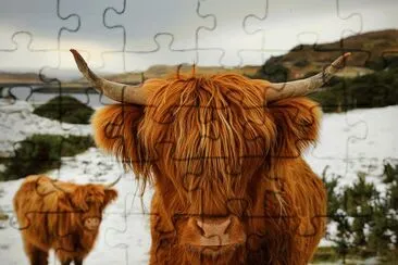 highland cattle