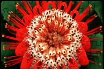 natural fractal jigsaw puzzle
