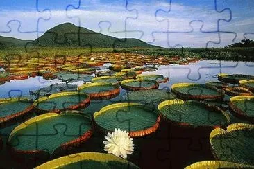 Lilypads jigsaw puzzle