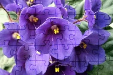 African Violet House Plant