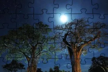 Baobob trees