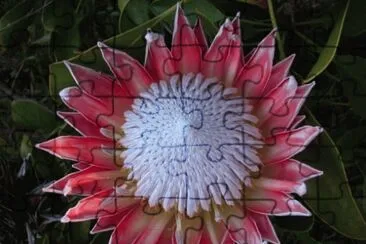 australian flower