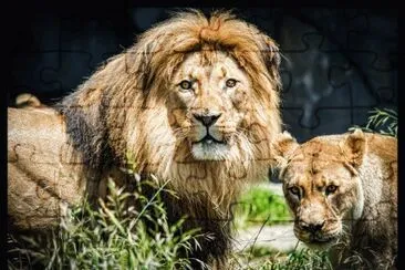 Lions
