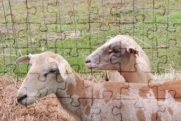 Sheared Sheep