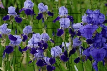 Purple Iris Flowers