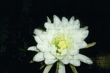 salentina85