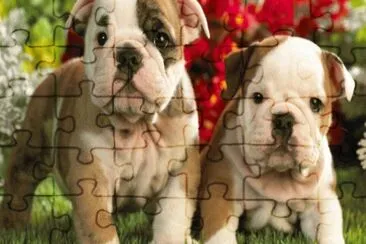 PERROS TIERNOS jigsaw puzzle