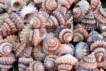 Shells
