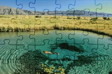 aquatic life jigsaw puzzle