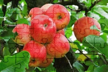 פאזל של Apples on Tree