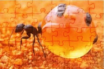 Hormiga Mielera jigsaw puzzle