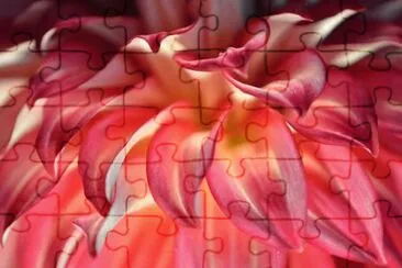 dahlia closeup jigsaw puzzle