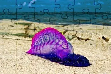 man of war jigsaw puzzle