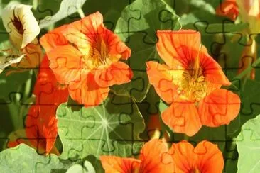 Capuchina jigsaw puzzle