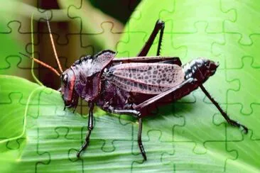 ImÃ¡genes jigsaw puzzle