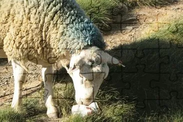 lilou