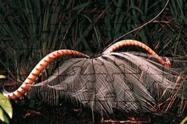 Ave Lira - Australia