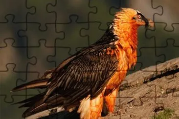El Quebrantahuesos de los Pirineos jigsaw puzzle