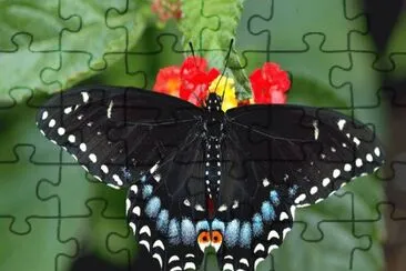 Mariposa Cola de Golondrina jigsaw puzzle