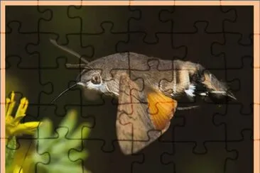 Mariposa ColibrÃ­ jigsaw puzzle