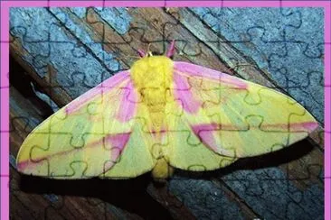 Mariposa Rosada del Arce jigsaw puzzle