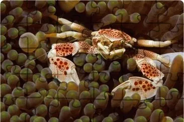seafood