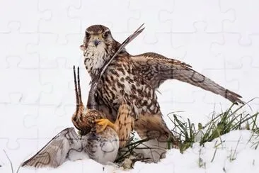 Merlin attack