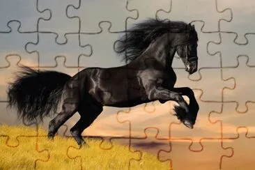 horse