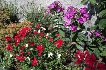mein Garten