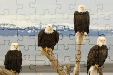 Animaladas jigsaw puzzle