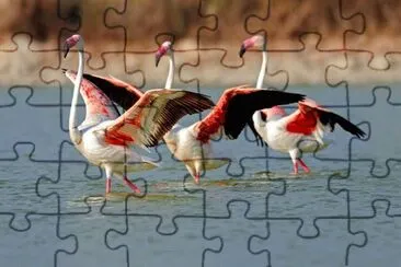 Animaladas jigsaw puzzle