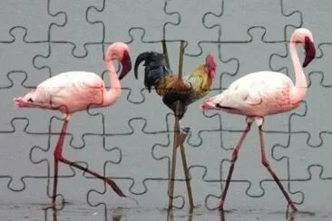Animaladas jigsaw puzzle